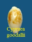 Cypraea goodali, Sowerby 1832